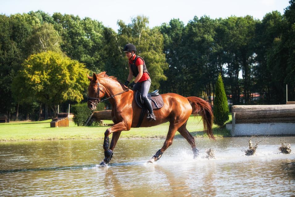 Reiterin auf braunem Pferd galoppiert durch flaches Wasser, umgeben von Grünflächen und Bäumen.